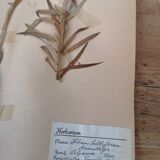 Anders's herbarium - ancient Swedish herbarium board