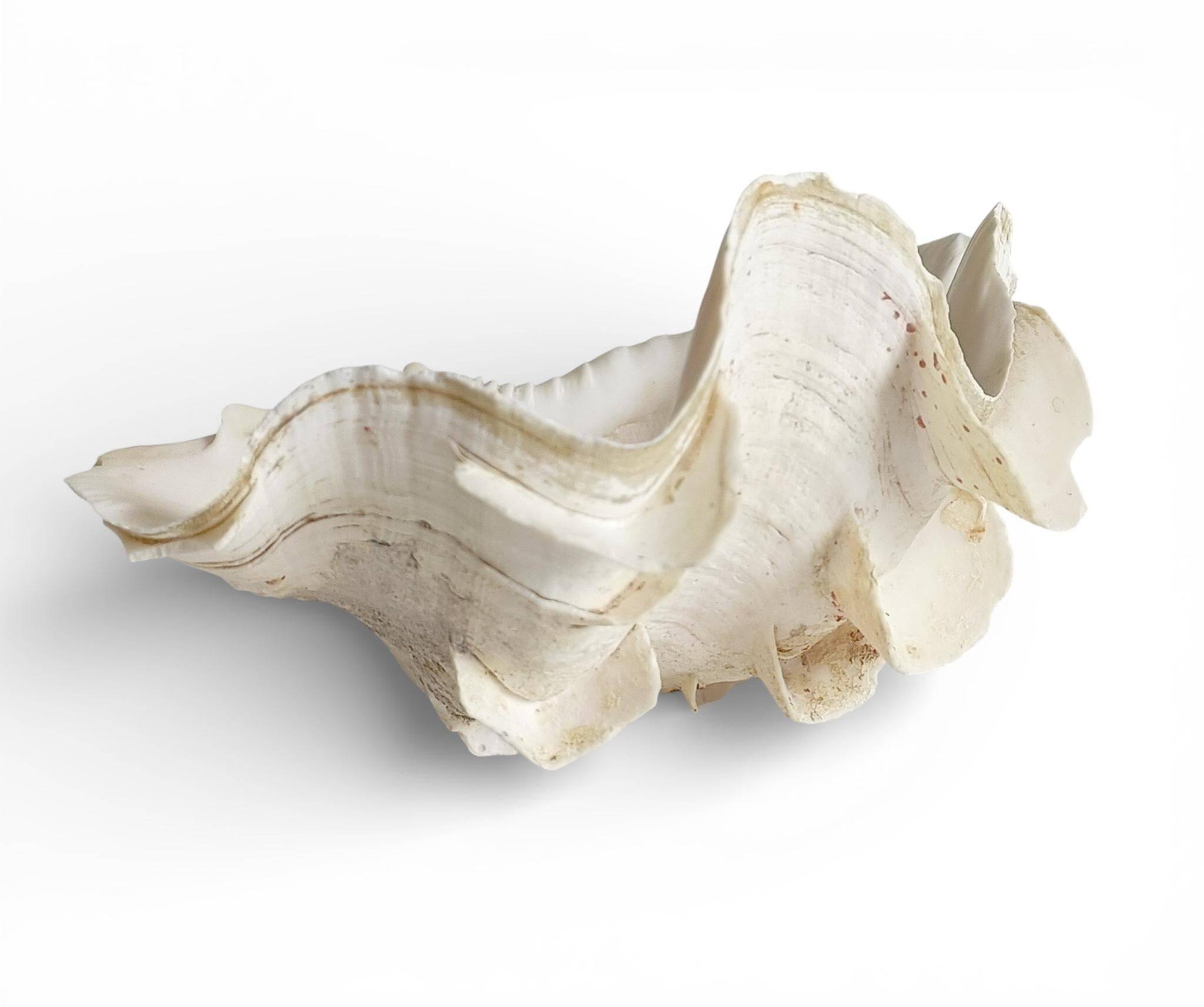 Stunning South Pacific Clam Shell – Sculptural Organic Modern Object