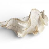 Stunning South Pacific Clam Shell – Sculptural Organic Modern Object