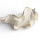 Stunning South Pacific Clam Shell – Sculptural Organic Modern Object