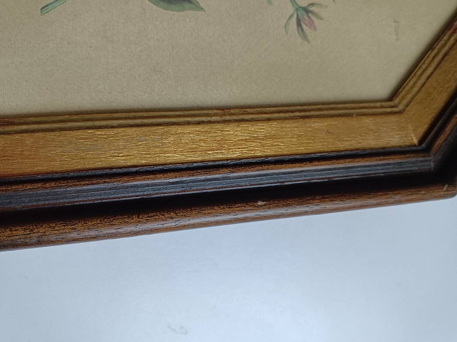 Old octagonal frame lithograph flower plant