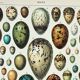 Old engraving 1898, Eggs, birds, animals, zoology • Original and vintage lithograph