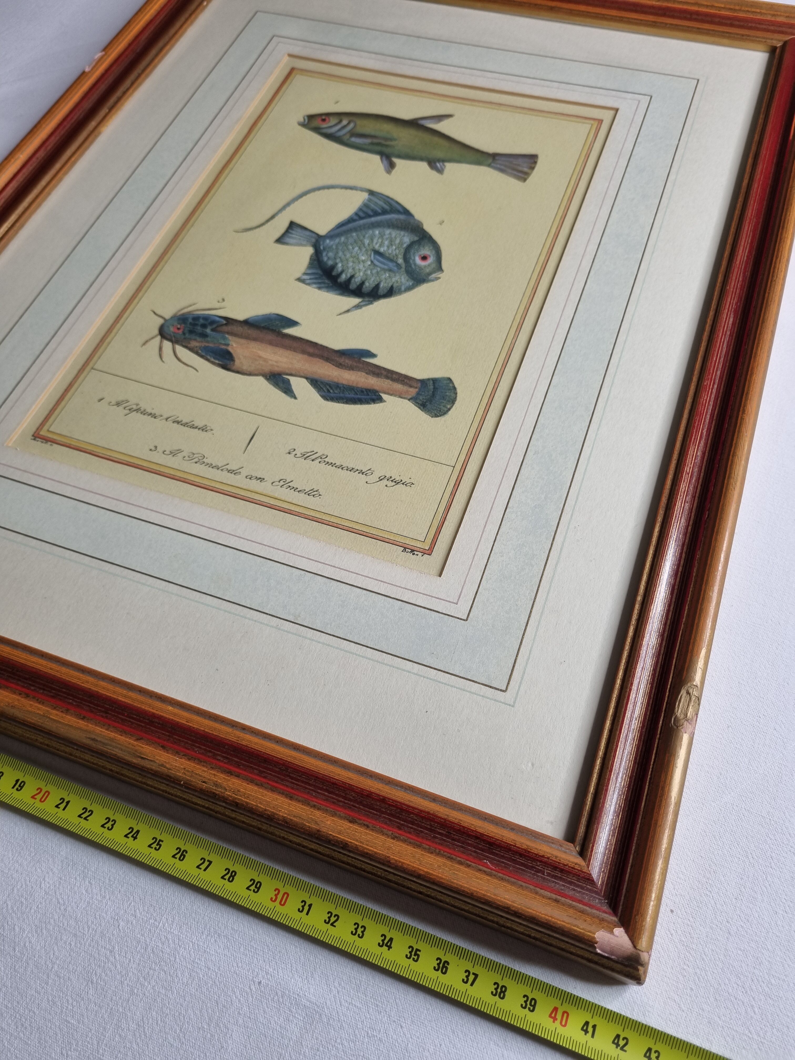 Ichthyological plate after Buffon, nineteenth century, framed