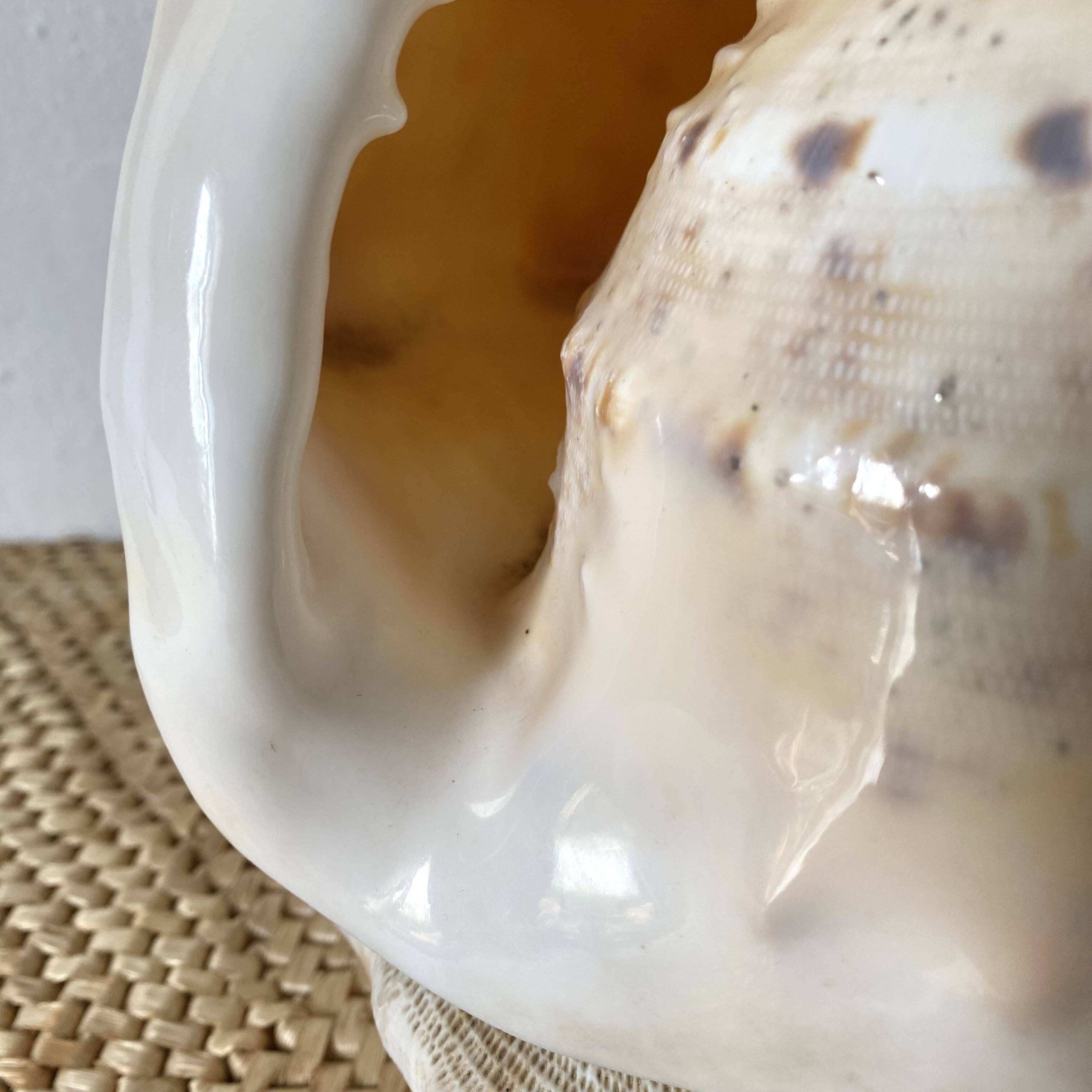 Lampe veilleuse en coquillage casque royal Tahiti