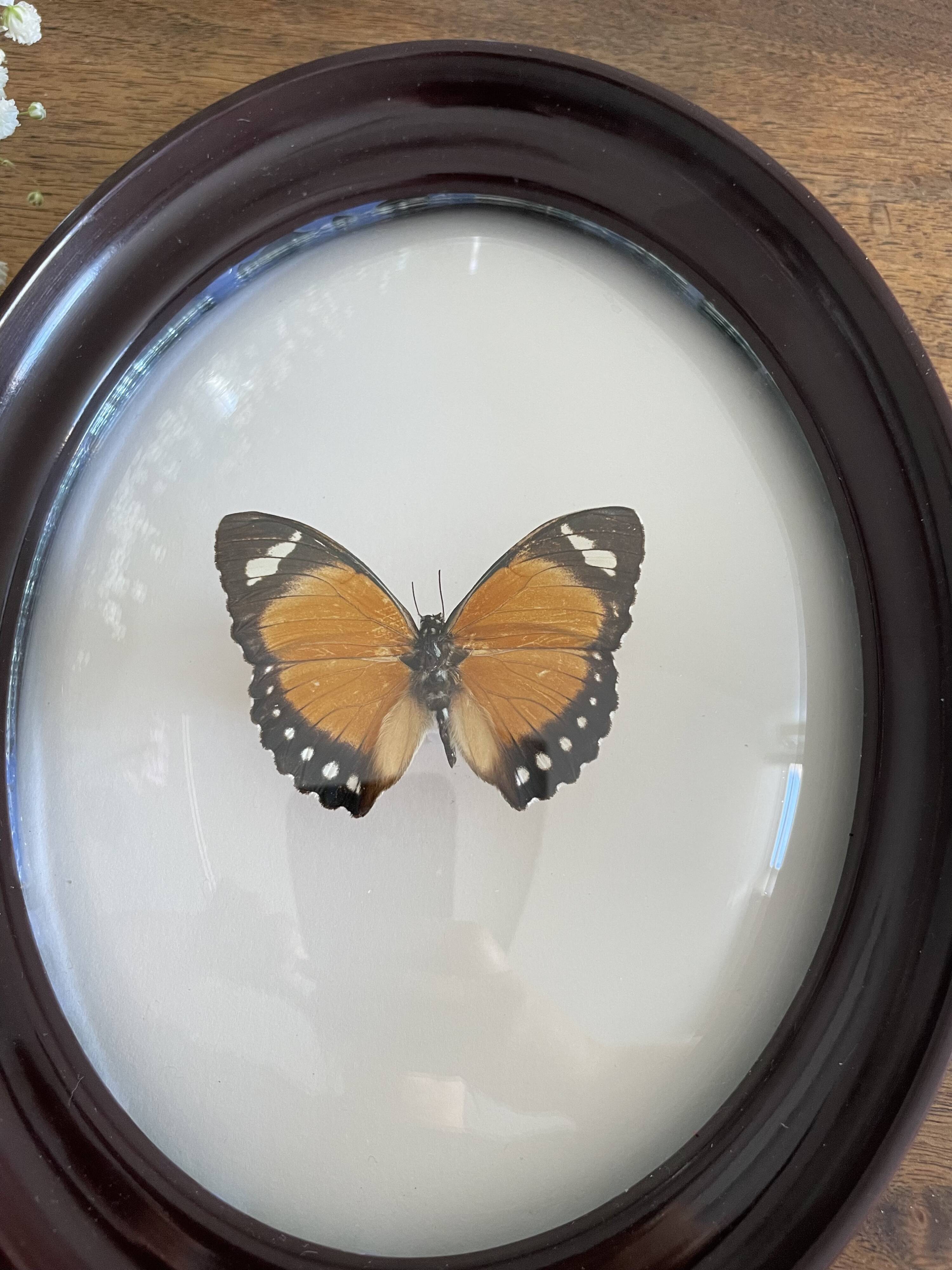 Butterfly frame naturalized curved glass