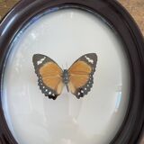 Butterfly frame naturalized curved glass