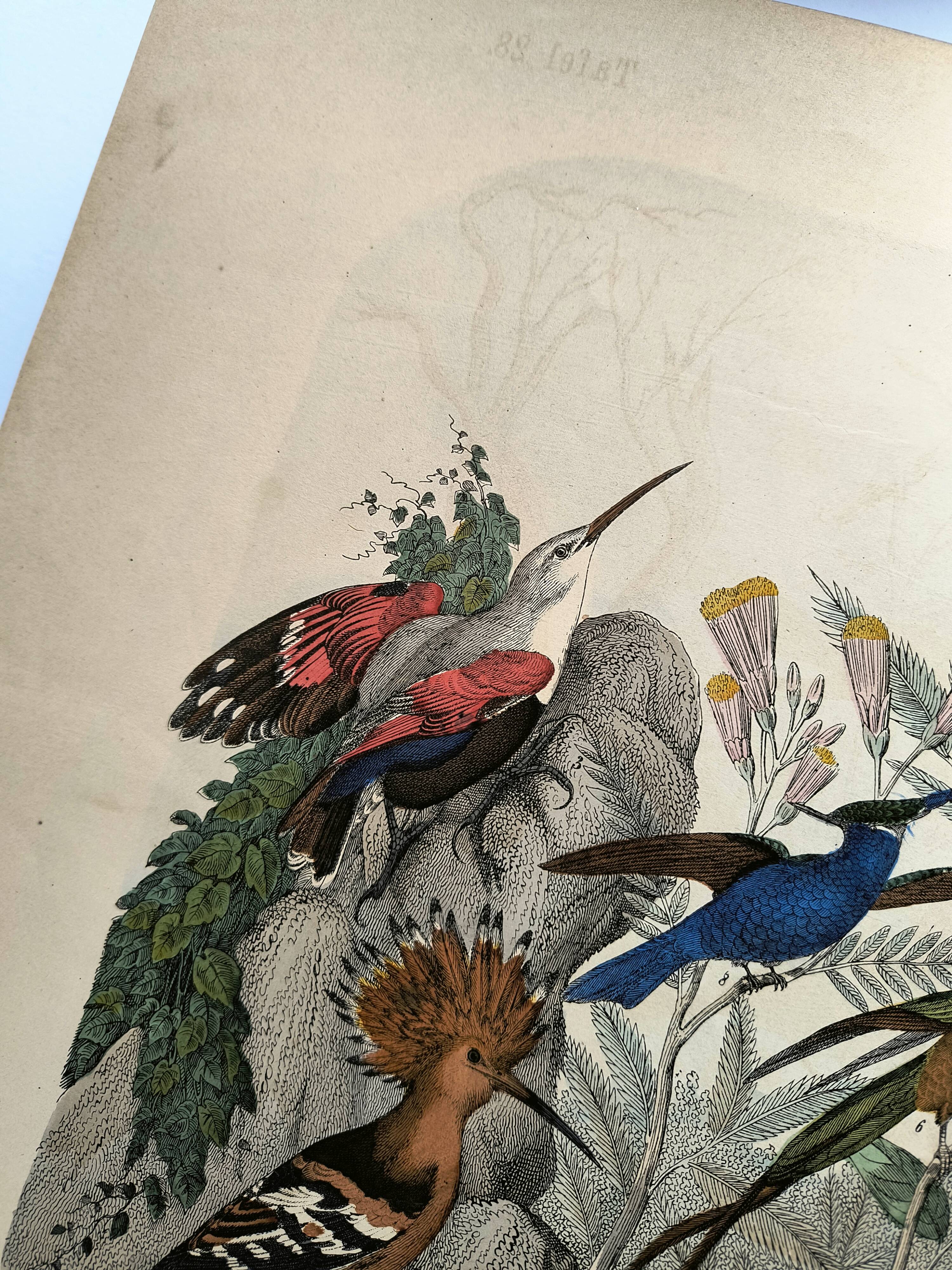 Old engraving from 1886 - Tropical and exotic birds - vintage plate