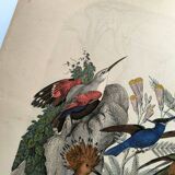 Old engraving from 1886 - Tropical and exotic birds - vintage plate