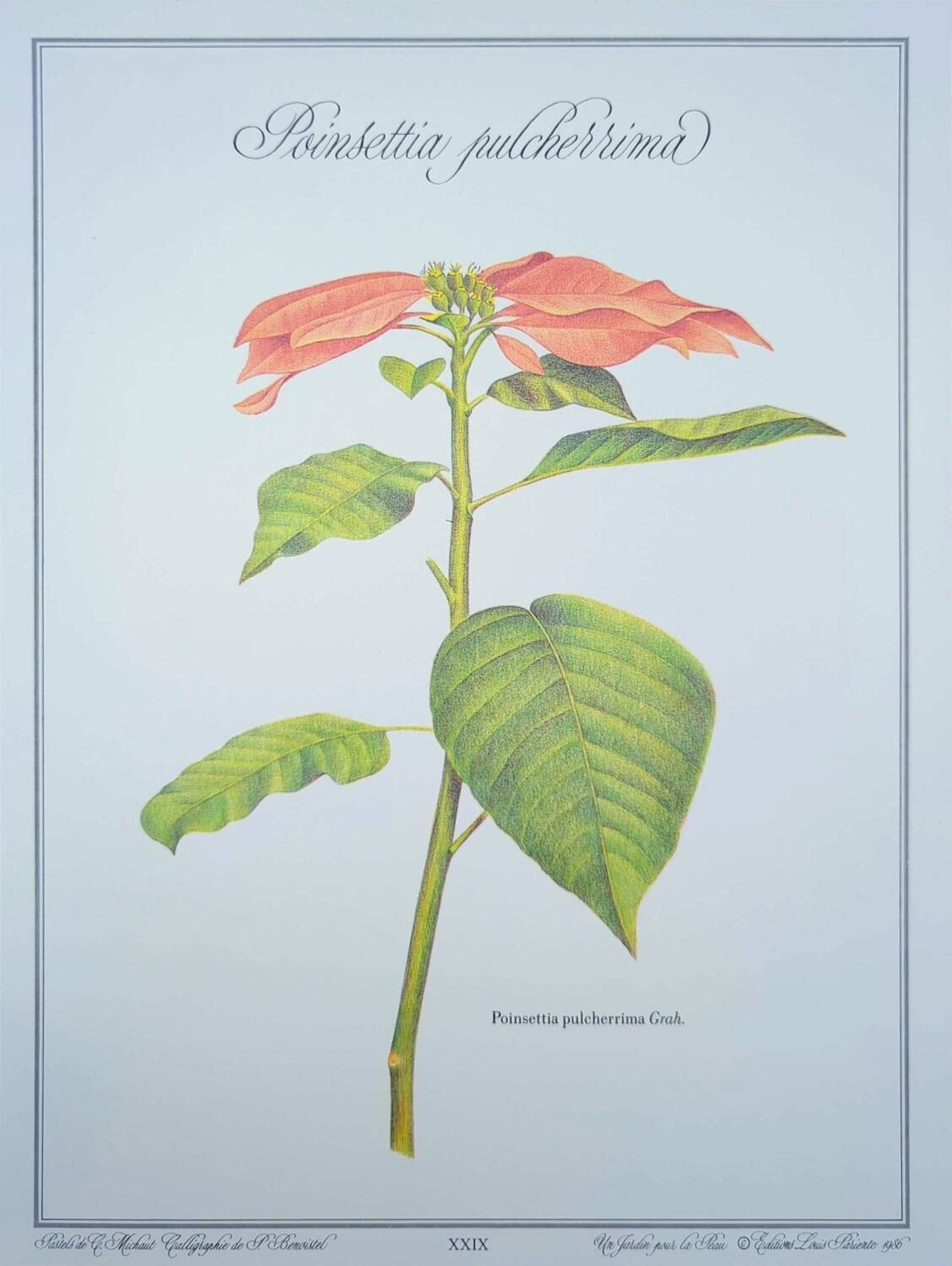 Printed in 1986, the Christmas star. Vintage botanical print.