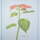 Printed in 1986, the Christmas star. Vintage botanical print.