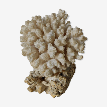 Pièce de corail blanc