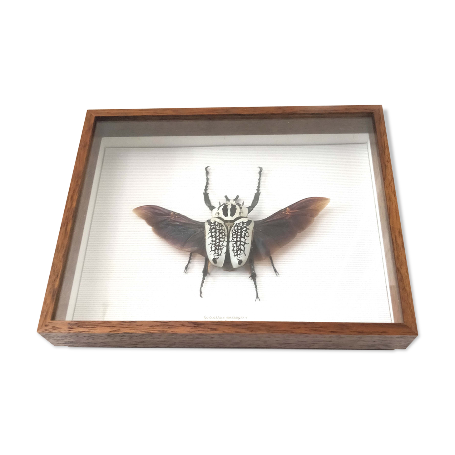 African insect frame under glass 30x24cm
