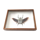 African insect frame under glass 30x24cm