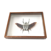 African insect frame under glass 30x24cm