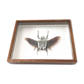 Cadre insecte d’Afrique sous verre 30x24cm
