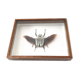 African insect frame under glass 30x24cm