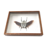 African insect frame under glass 30x24cm