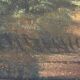 Forest Landscape, 20th Century, Oil on Canvas, Framed