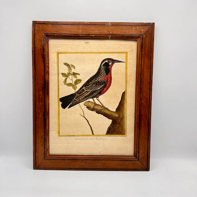 Starling engraving of the Magellanic lands