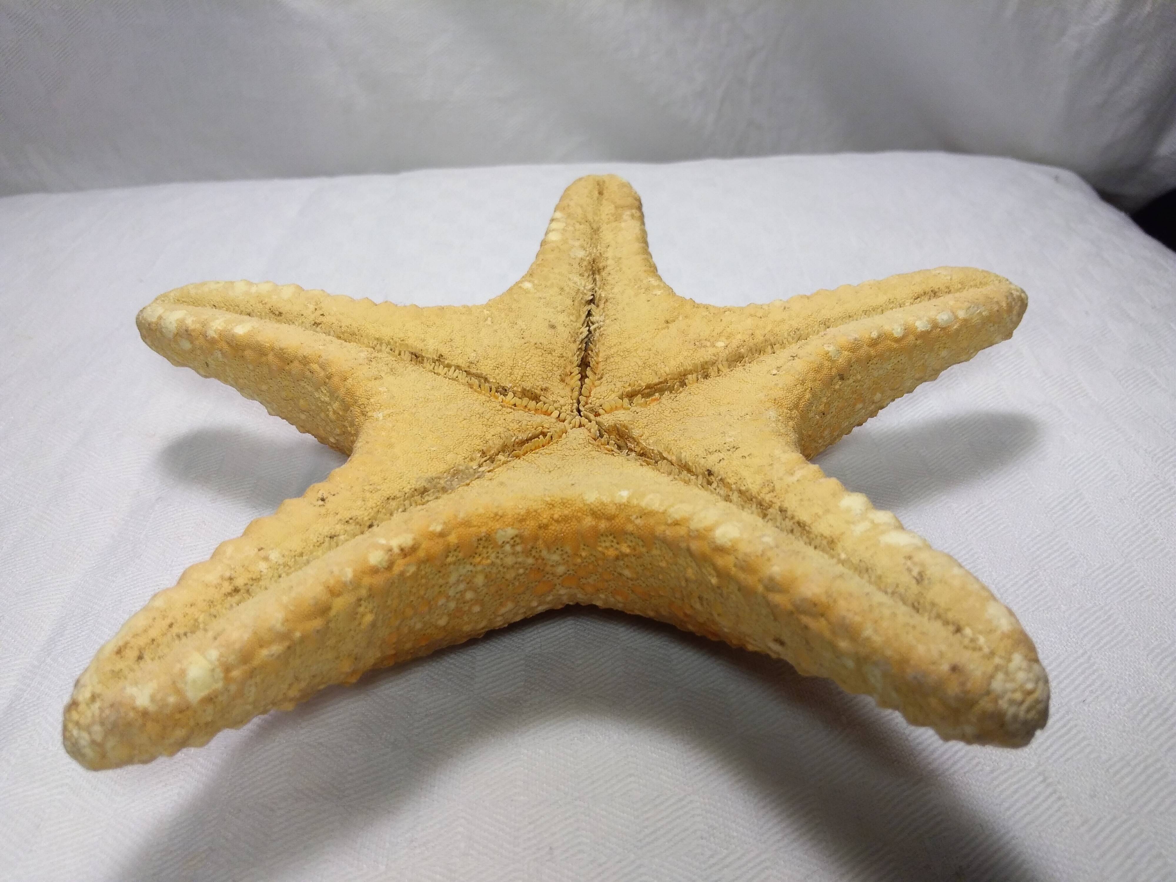 Ancient natural sea star