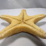 Ancient natural sea star