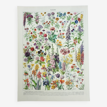 Gravure ancienne 1928, Fleur 1, plante, parterre, horticulture • Lithographie, Planche originale