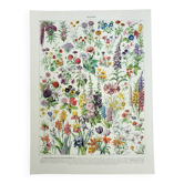 Gravure ancienne 1928, Fleur 1, plante, parterre, horticulture • Lithographie, Planche originale