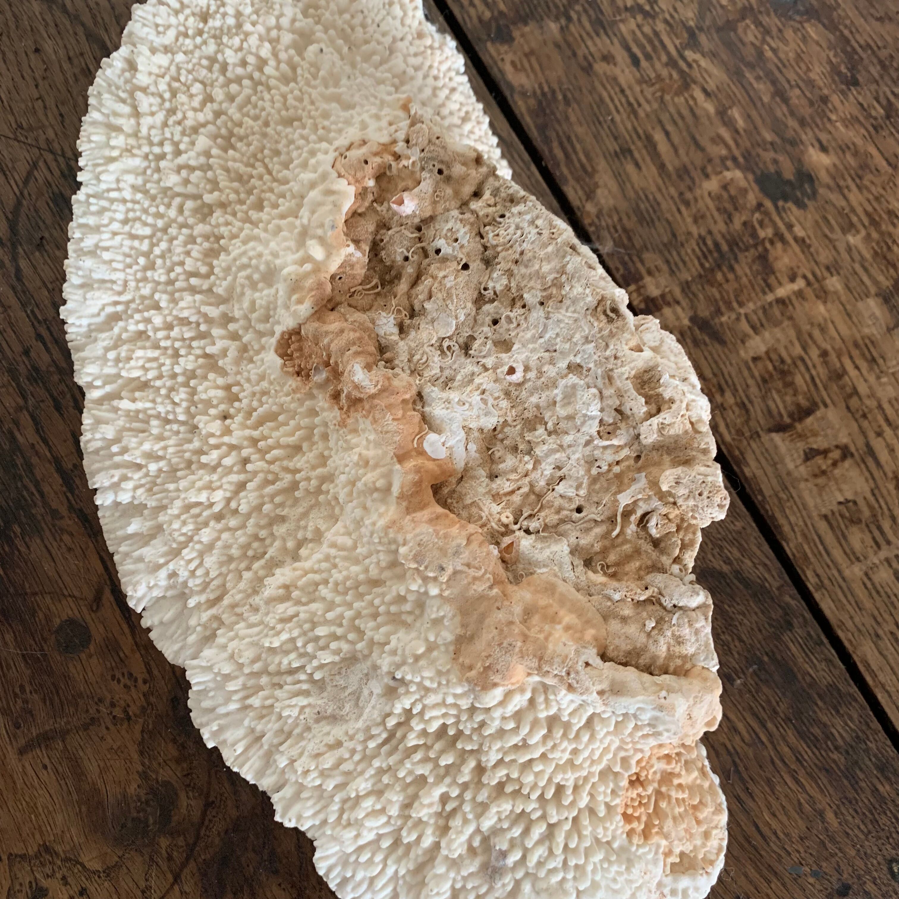 White coral 33 cm
