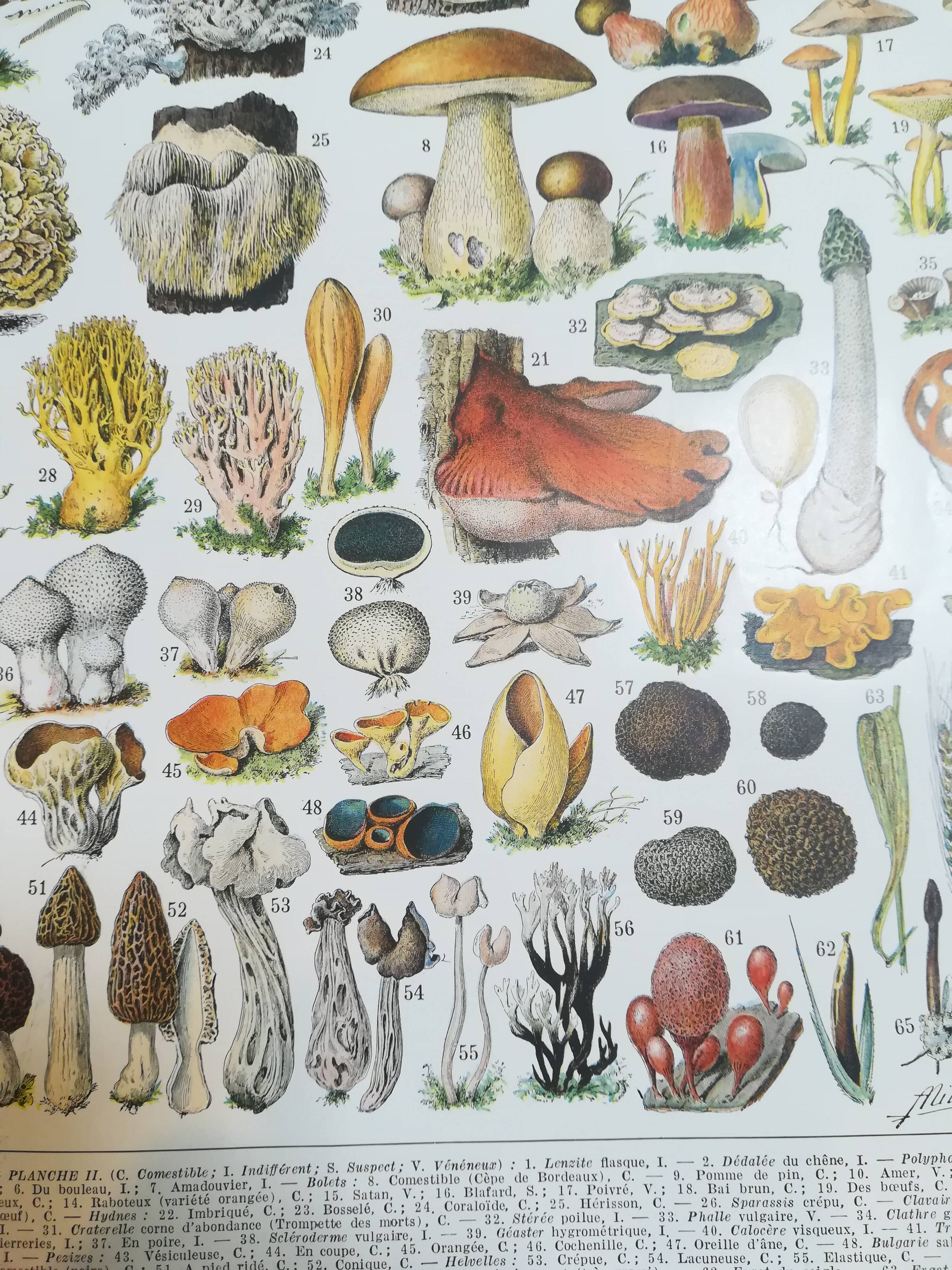 Lithograph on mushrooms from 1928 "cep"