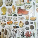 Lithograph on mushrooms from 1928 "cep"