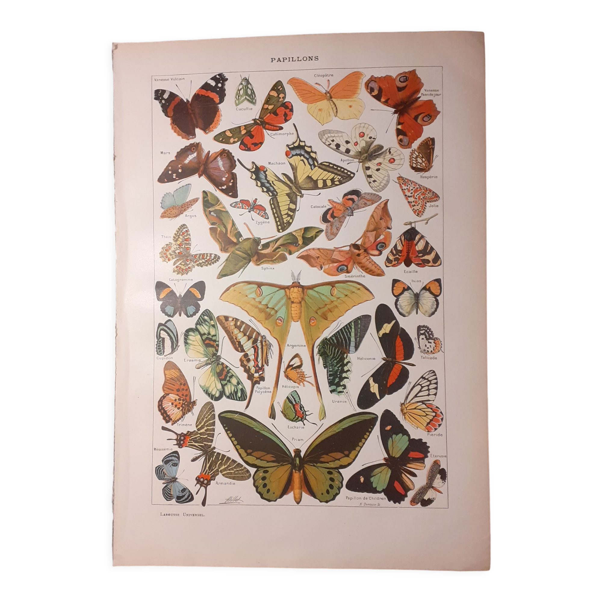 Lithograph on butterflies from 1922