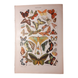 Lithograph on butterflies from 1922