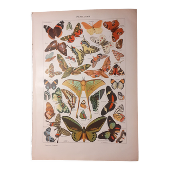 Lithograph on butterflies from 1922