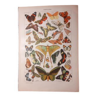 Lithographie sur les papillons de 1922