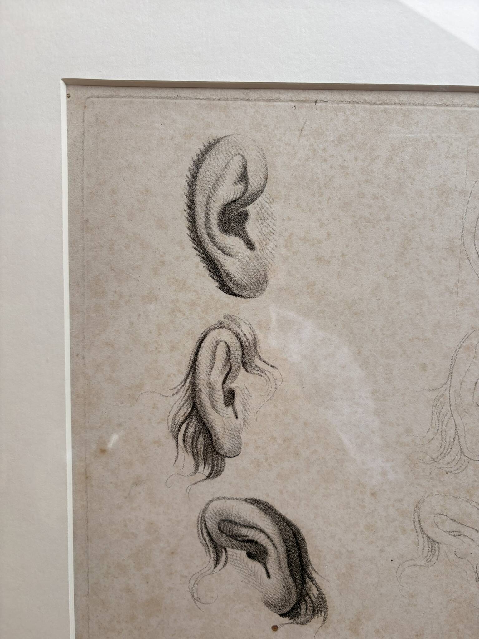 Old Print Engraving 19th Century Study of an Ear Sketch After Raphael Pasquier