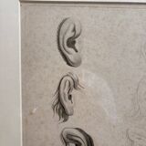 Old Print Engraving 19th Century Study of an Ear Sketch After Raphael Pasquier
