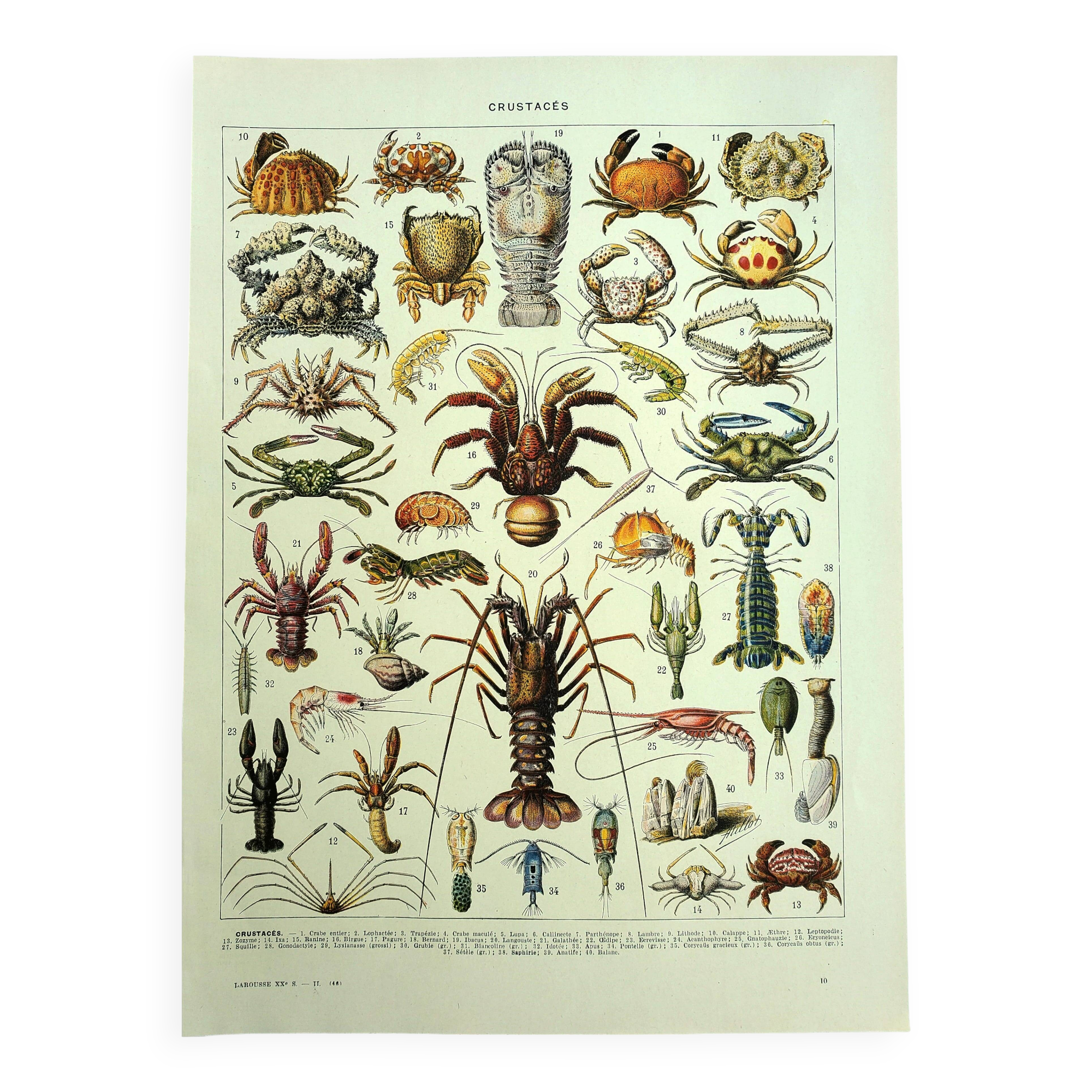 Old engraving 1928 - Crustaceans by A. Millot. Plate sea, beach, ocean.