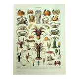 Old engraving 1928 - Crustaceans by A. Millot. Plate sea, beach, ocean.