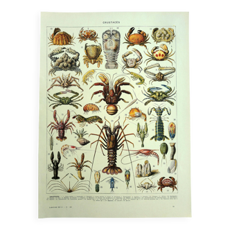 Old engraving 1928 - Crustaceans by A. Millot. Plate sea, beach, ocean.