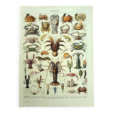 Old engraving 1928 - Crustaceans by A. Millot. Plate sea, beach, ocean.