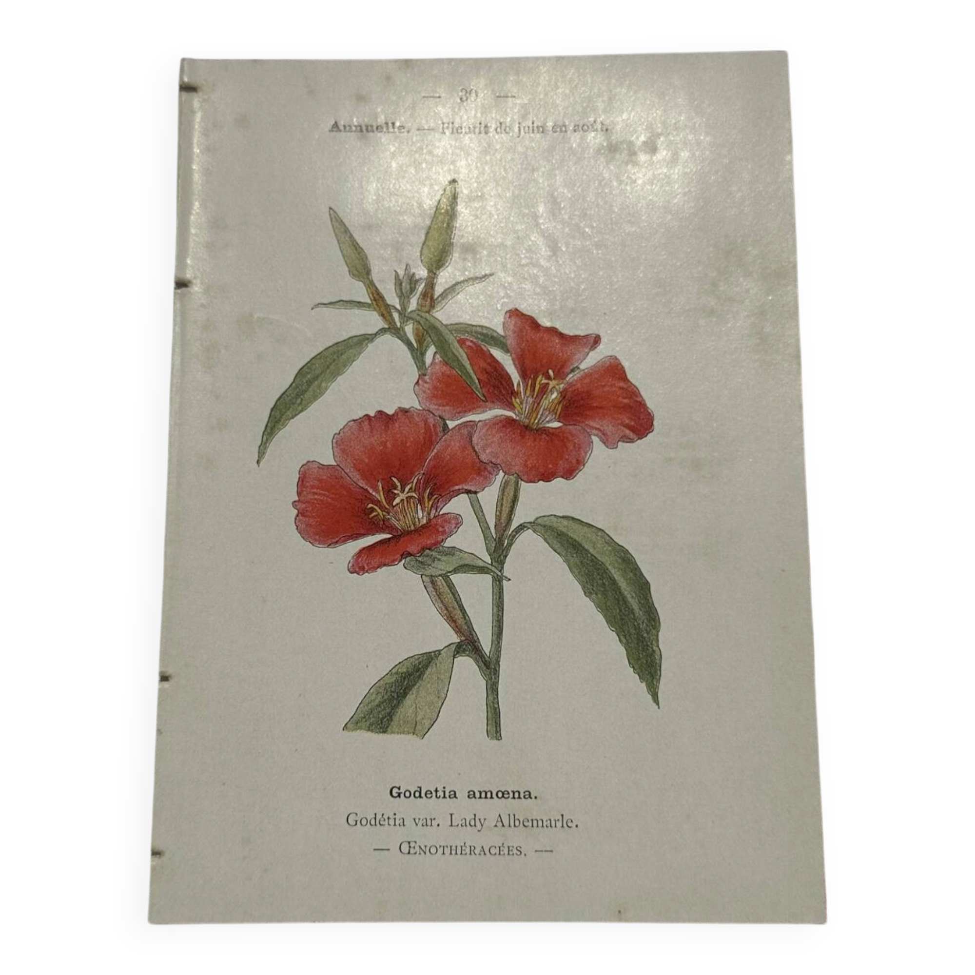 Gravure botanique double face planche naturaliste ancienne