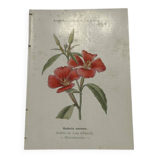 Gravure botanique double face planche naturaliste ancienne