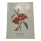 Gravure botanique double face planche naturaliste ancienne