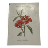 Double-sided botanical engraving, old naturalist plate.