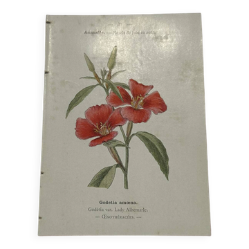 Gravure botanique double face planche naturaliste ancienne