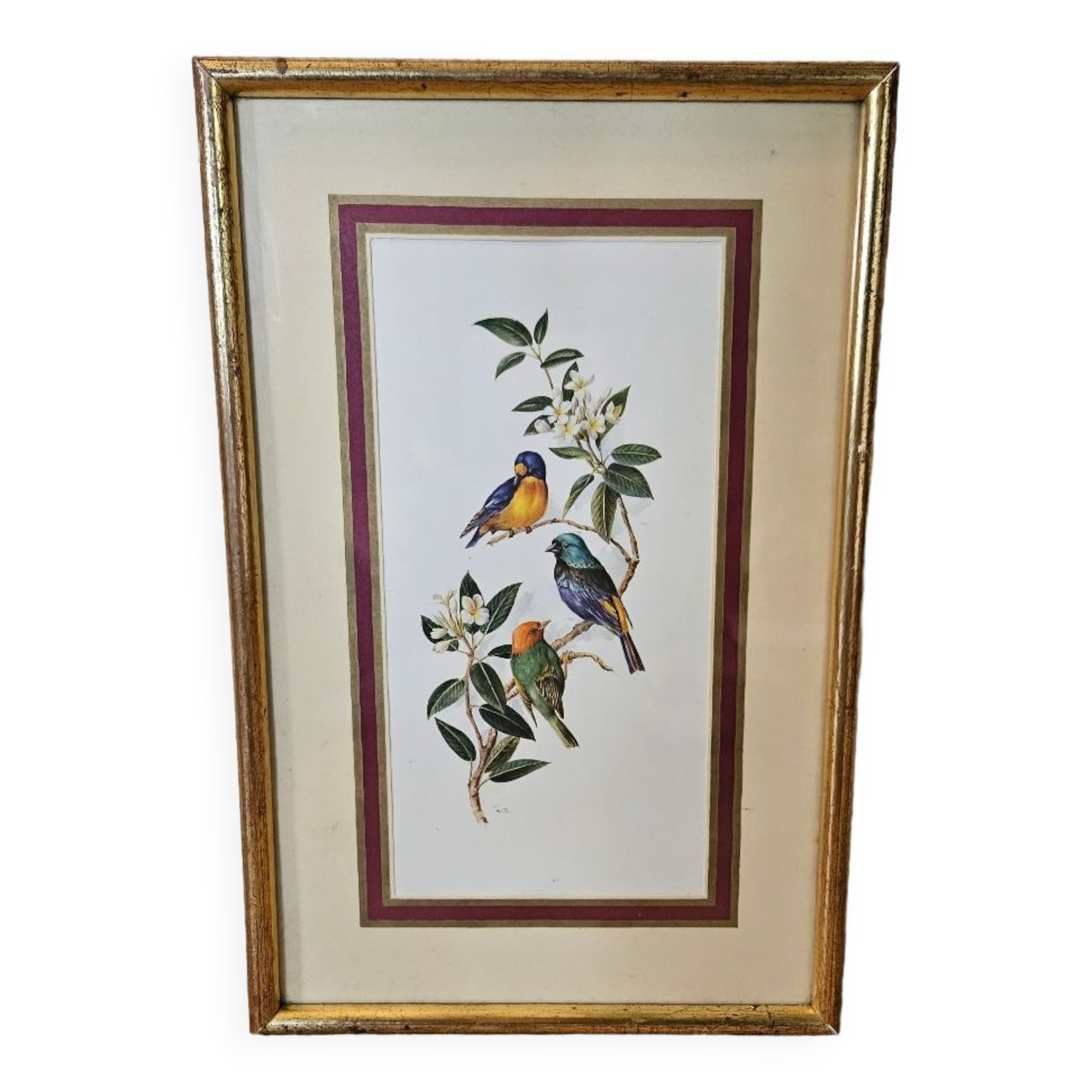 Lithograph Birds on a branch in gilded frame