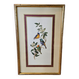 Lithograph Birds on a branch in gilded frame