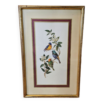 Lithographie Oiseaux sur une branche sous cadre doré