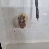 Boîte d'entomologie d'insectes