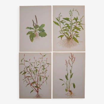 Set of 4 Geigy botanical boards